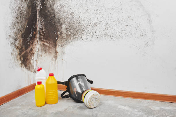 Best Attic Mold Removal  in Kings Grant, NC