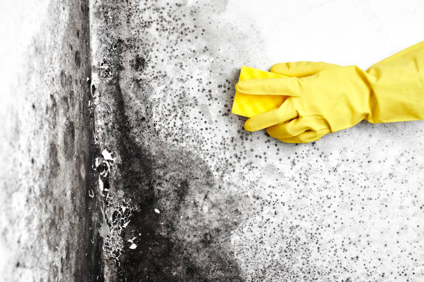 Best Home Mold Removal  in Kings Grant, NC