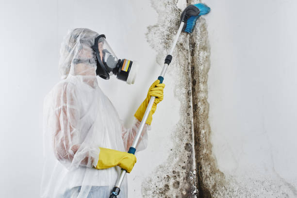 Best Commercial Mold Removal  in Kings Grant, NC