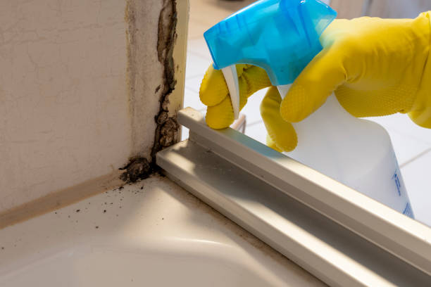 Best Mold Damage Repair  in Kings Grant, NC