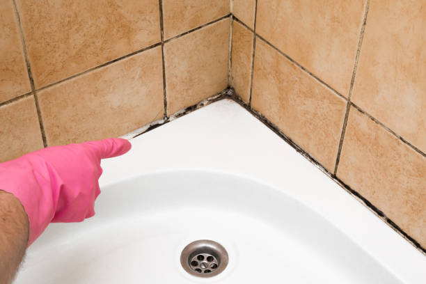 Best Same-Day Mold Removal  in Kings Grant, NC