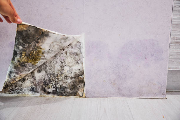 Best Office Mold Removal Services  in Kings Grant, NC